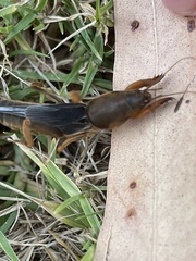Gryllotalpa australis