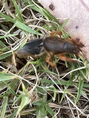 Gryllotalpa australis