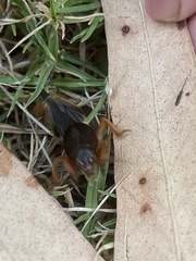 Gryllotalpa australis