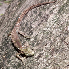 Bradypodion damaranum