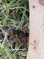 Gryllotalpa australis