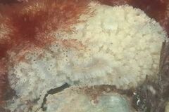 Aplidium