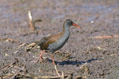 Rallus caerulescens