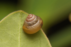 Coneuplecta calculosa