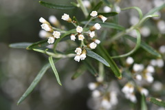 Ozothamnus thyrsoideus