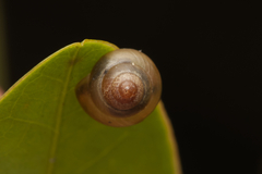 Coneuplecta calculosa