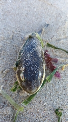 Amblyrhynchote honckenii