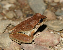 Ranoidea lesueuri