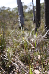 Caladenia citrina