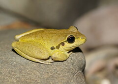 Ranoidea lesueuri