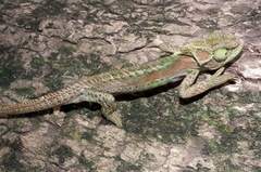 Bradypodion damaranum