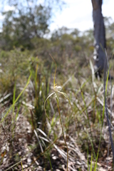 Caladenia citrina