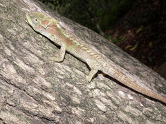 Bradypodion damaranum