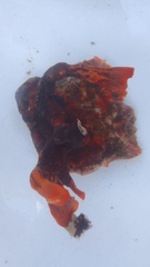 Schizoporella errata