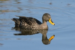 Anas undulata