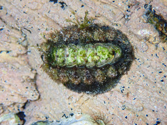 Acanthochitona garnoti