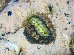 Acanthochitona garnoti