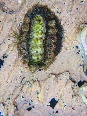 Acanthochitona garnoti