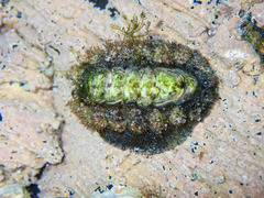 Acanthochitona garnoti