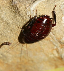 Blattoidae