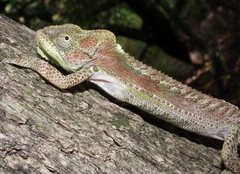 Bradypodion damaranum