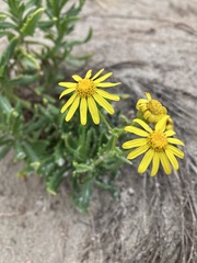 Senecio pinnatifolius