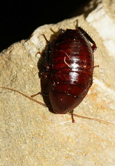 Blattoidae