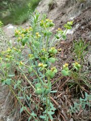 Euphorbia seguieriana