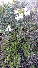 Arabis