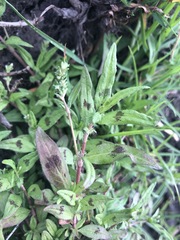 Persicaria prostrata