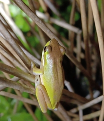 Litoria fallax