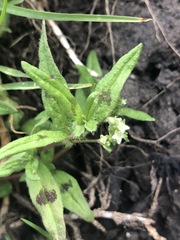 Persicaria prostrata
