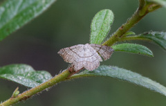 Trigrammia quadrinotaria