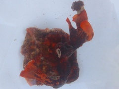 Schizoporella errata