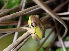 Litoria fallax