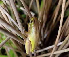 Litoria fallax