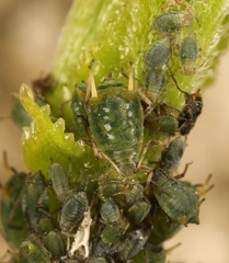 Aphis farinosa