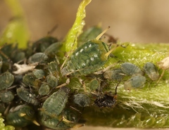 Aphis farinosa