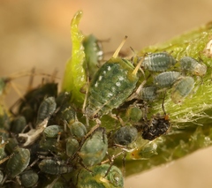 Aphis farinosa