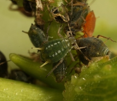 Aphis farinosa