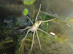 Dolomedes facetus