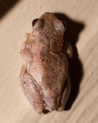 Litoria balatus