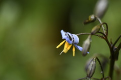 Dianella tasmanica