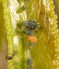 Aphis farinosa
