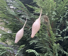 Ordgarius magnificus