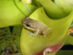 Litoria fallax