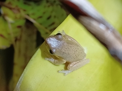 Litoria fallax