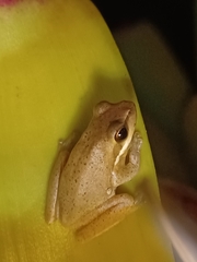 Litoria fallax