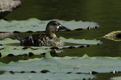 Thalassornis leuconotus