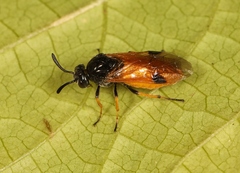 Arge melanochra